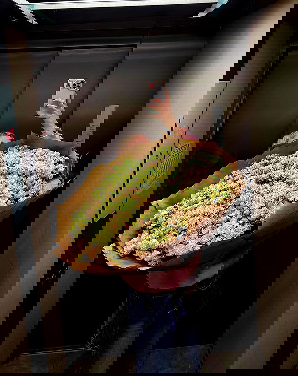 whylollycry whylollycry archive image