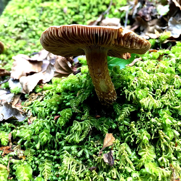 witchpixie instagram image archive image
