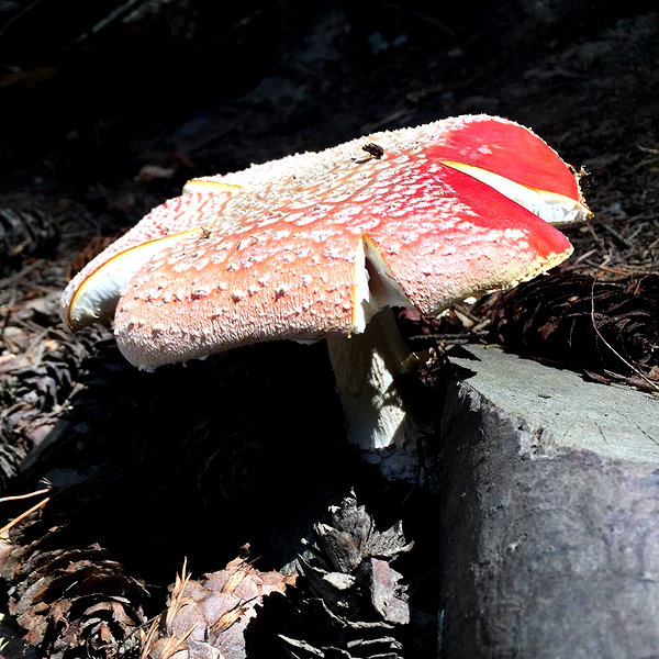 witchpixie instagram image archive image