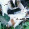 witchpixie Altpins Profile Picture