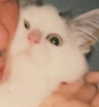 witchpixie Altpins Profile Picture
