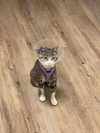 witchpixie Altpins Profile Picture