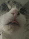 witchpixie Altpins Profile Picture