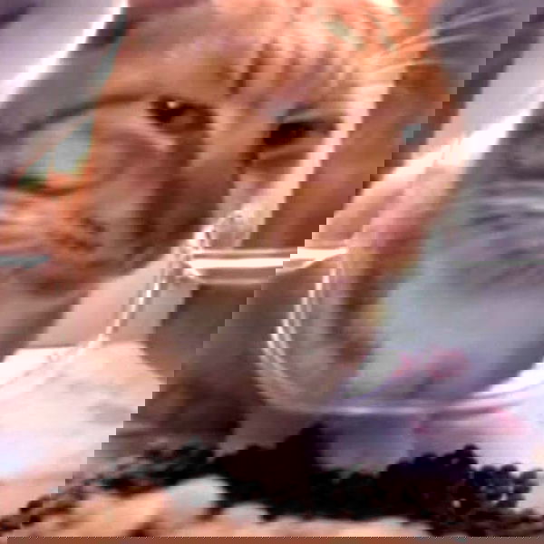 wuvkyu wuvkyu archive image