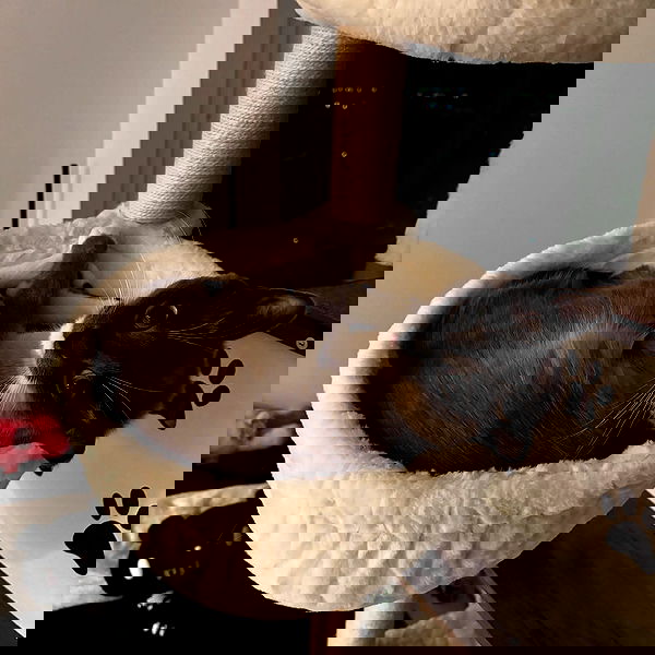 wuvkyu wuvkyu archive image