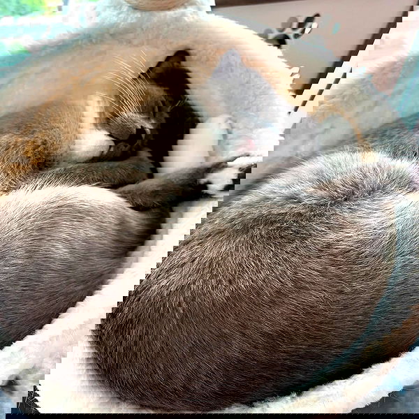 wuvkyu wuvkyu archive image