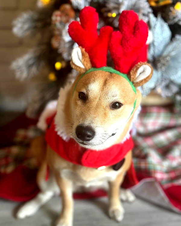 wyntertheshiba wyntertheshiba archive image