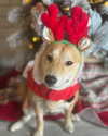 wyntertheshiba Altpins Profile Picture