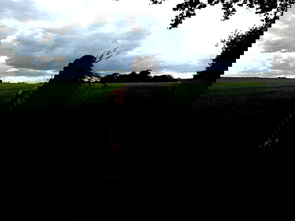 xeiyza image ~ Altpins