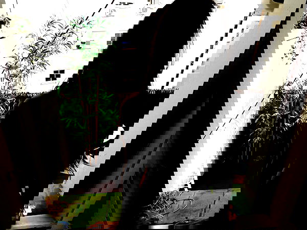 xeiyza image ~ Altpins