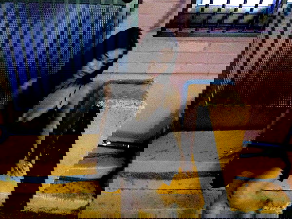 xeiyza image ~ Altpins