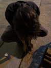 xskunkboyx Altpins Profile Picture