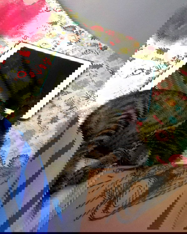 xsurio xsurio archive image