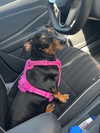 xunniexoo Altpins Profile Picture