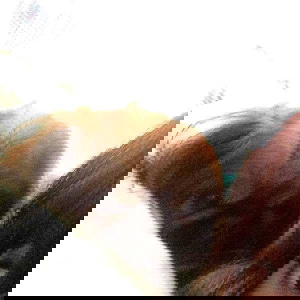 yam_adler image ~ Altpins