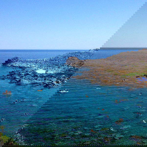 yam_adler image ~ Altpins