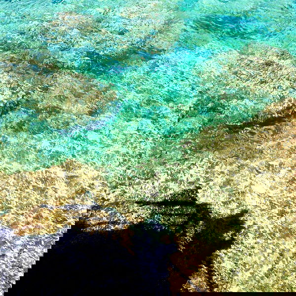 yam_adler image ~ Altpins