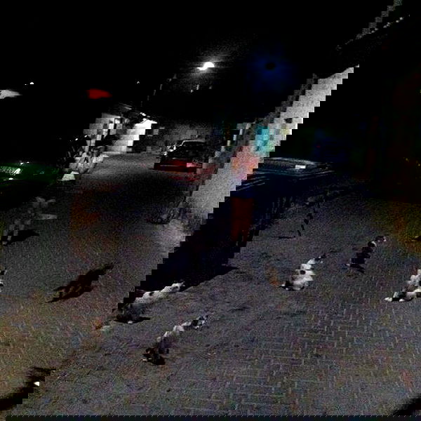 yam_adler image ~ Altpins