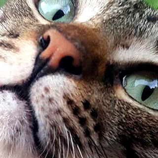 yam_adler image ~ Altpins