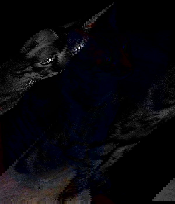 yam_adler image ~ Altpins