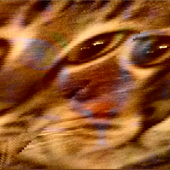 yam_adler image ~ Altpins