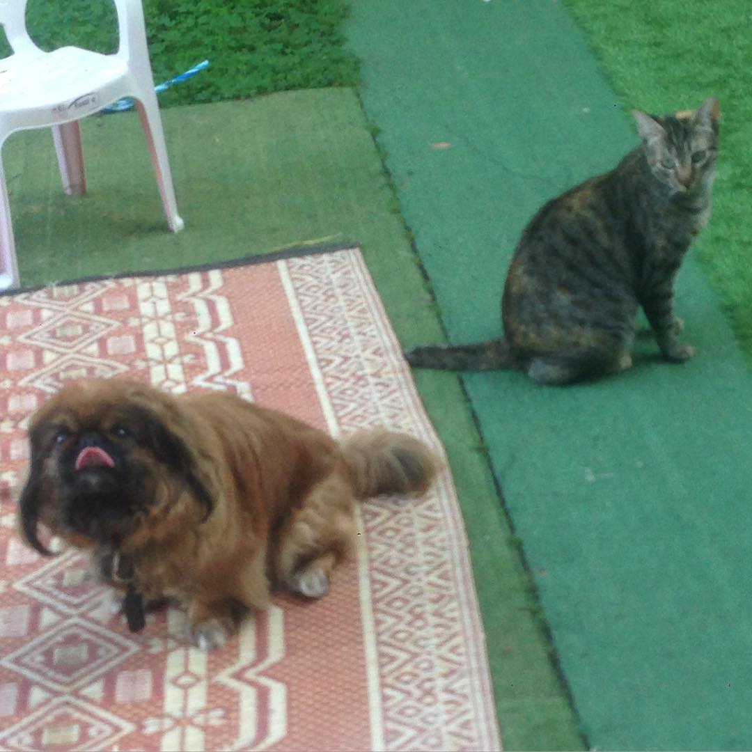 yam_adler instagram image archive image