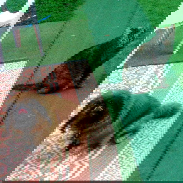 yam_adler image ~ Altpins