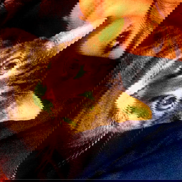 yam_adler image ~ Altpins