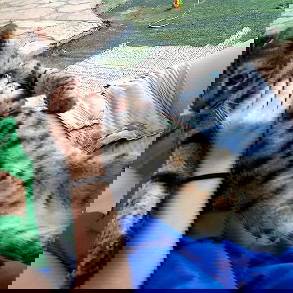 yam_adler image ~ Altpins