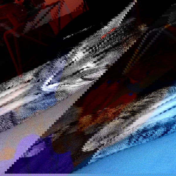 yam_adler image ~ Altpins