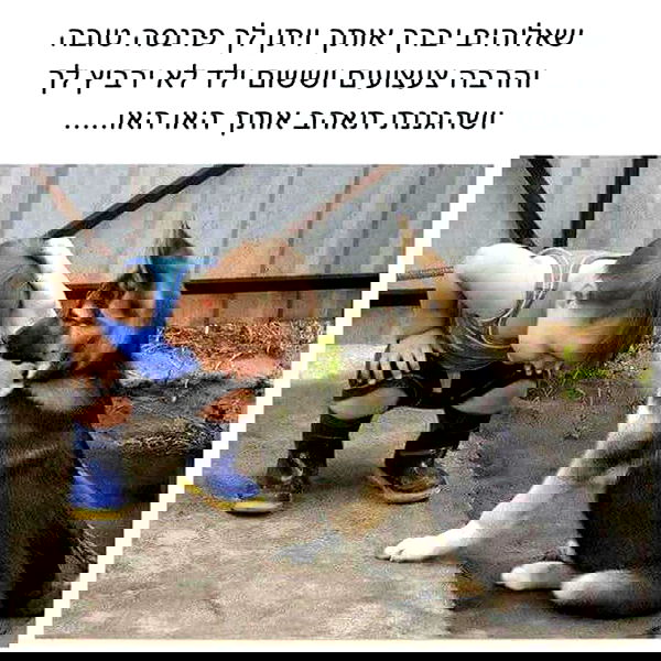 yam_adler image ~ Altpins