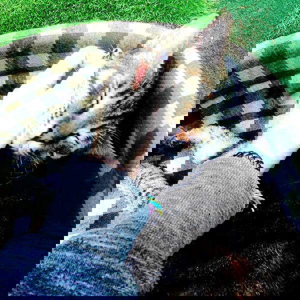 yam_adler image ~ Altpins