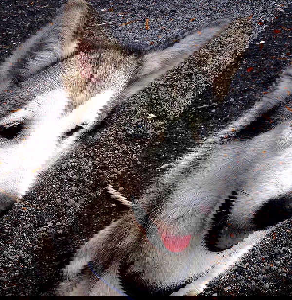 yam_adler image ~ Altpins