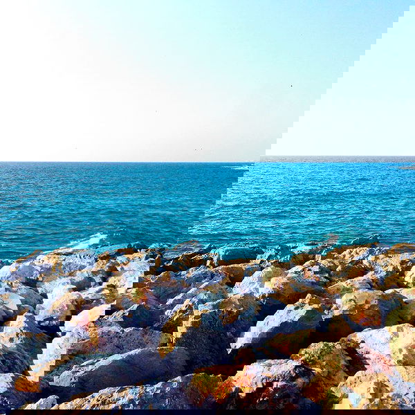 yam_adler image ~ Altpins