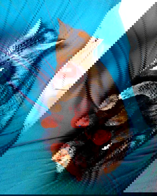 yam_adler image ~ Altpins