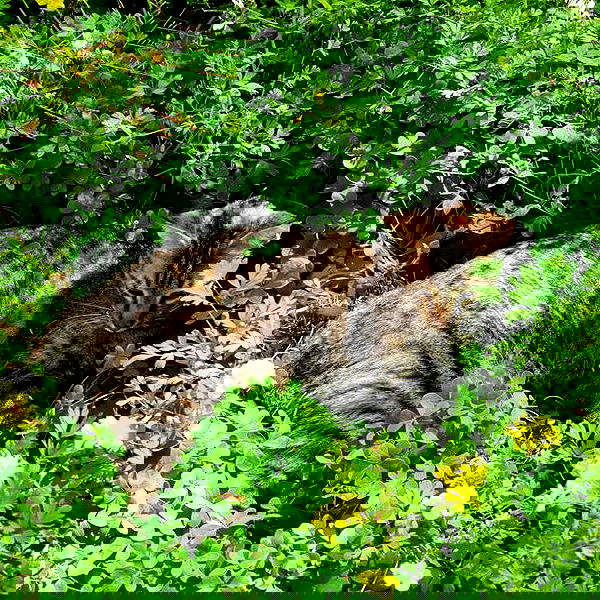 yam_adler image ~ Altpins