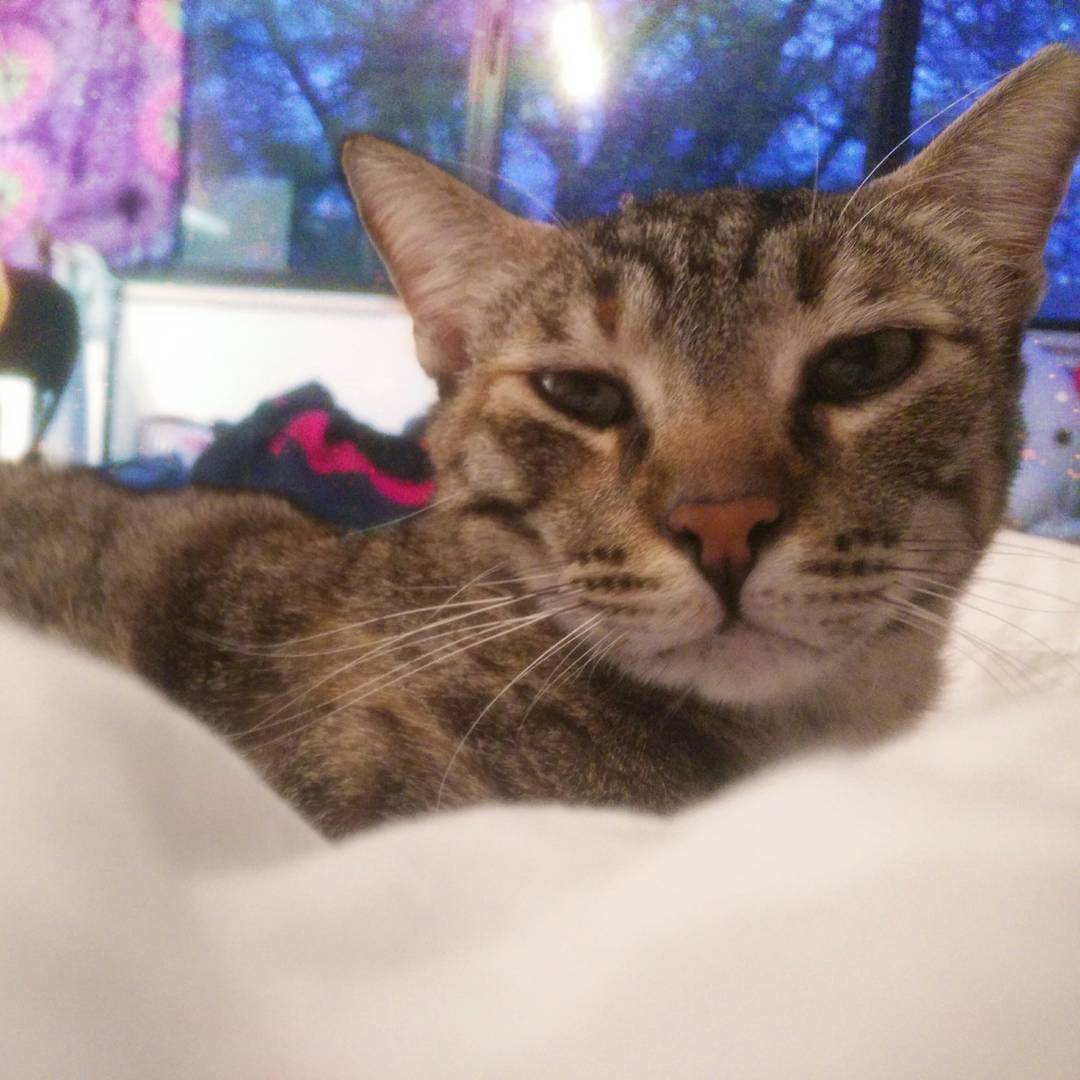 yam_adler instagram image archive image