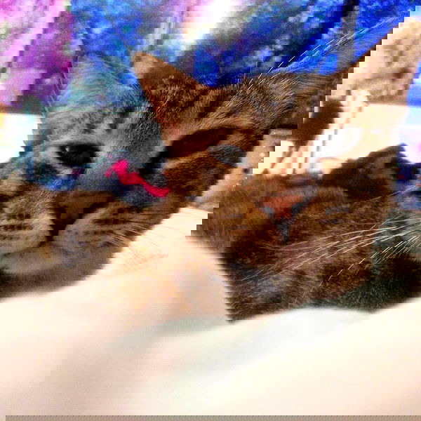 yam_adler image ~ Altpins