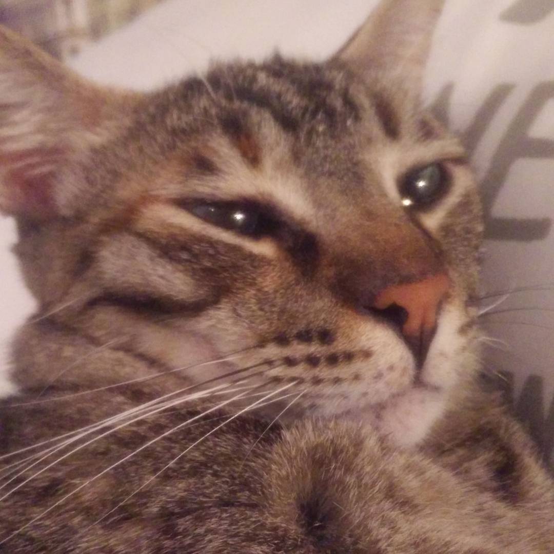 yam_adler instagram image archive image