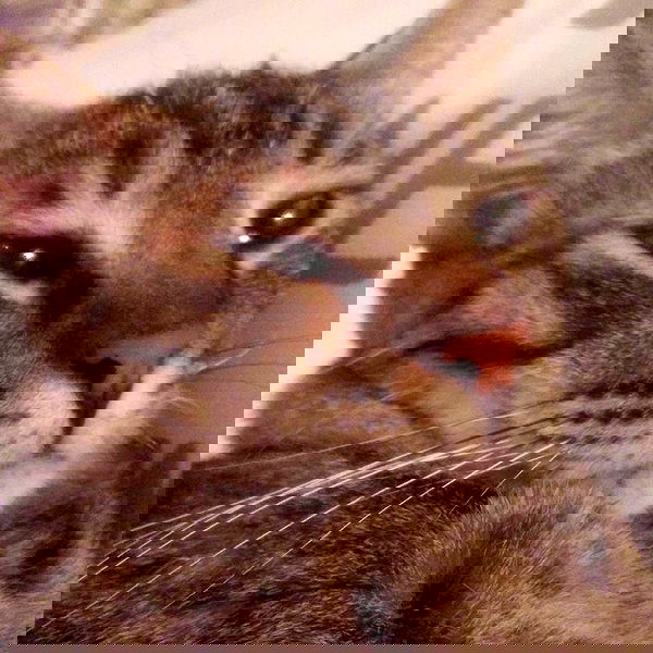 yam_adler image ~ Altpins