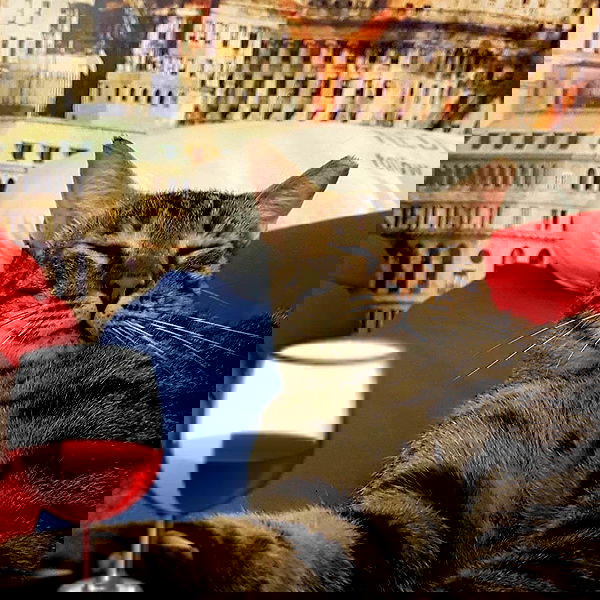 yam_adler image ~ Altpins