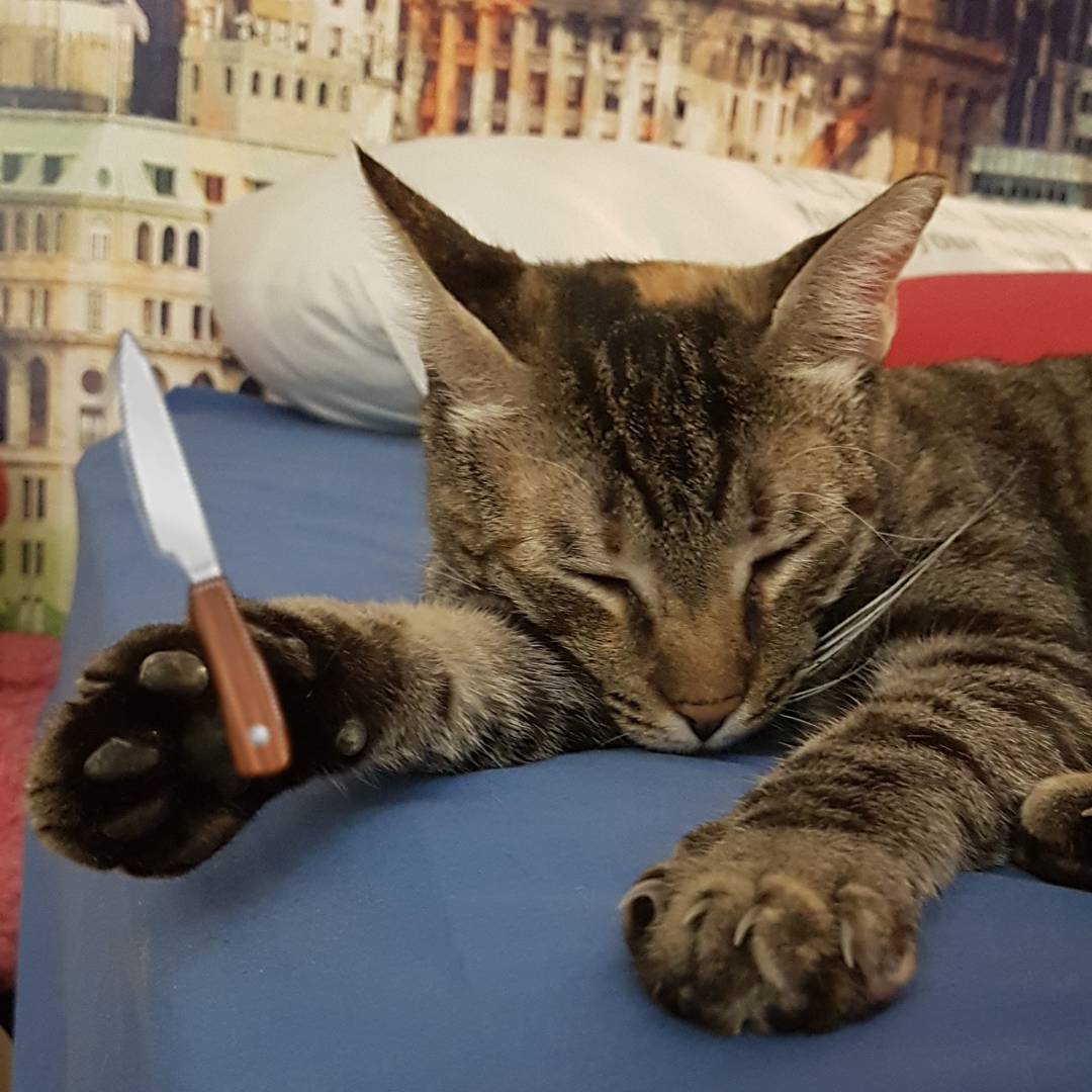 yam_adler instagram image archive image