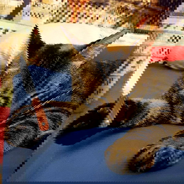 yam_adler image ~ Altpins