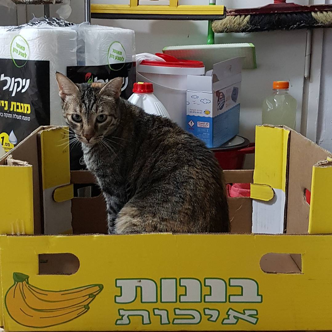 yam_adler instagram image archive image