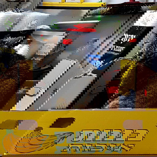 yam_adler image ~ Altpins