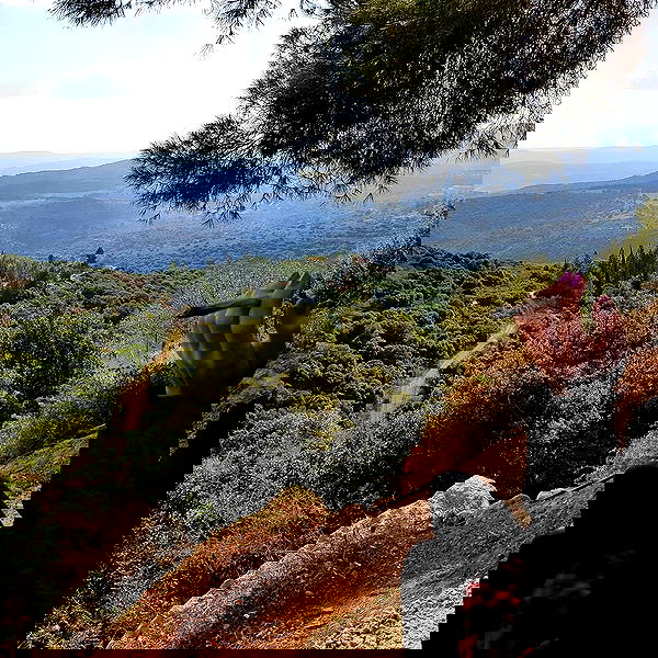 yam_adler image ~ Altpins