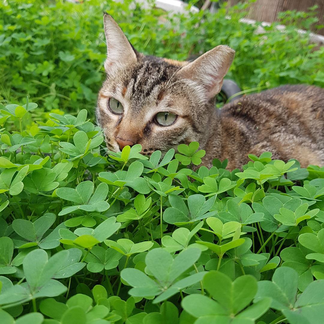 yam_adler instagram image archive image