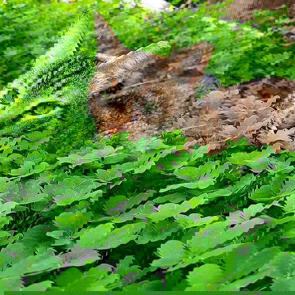 yam_adler image ~ Altpins