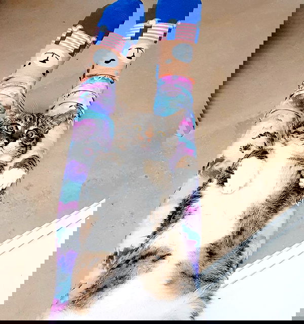 yam_adler image ~ Altpins