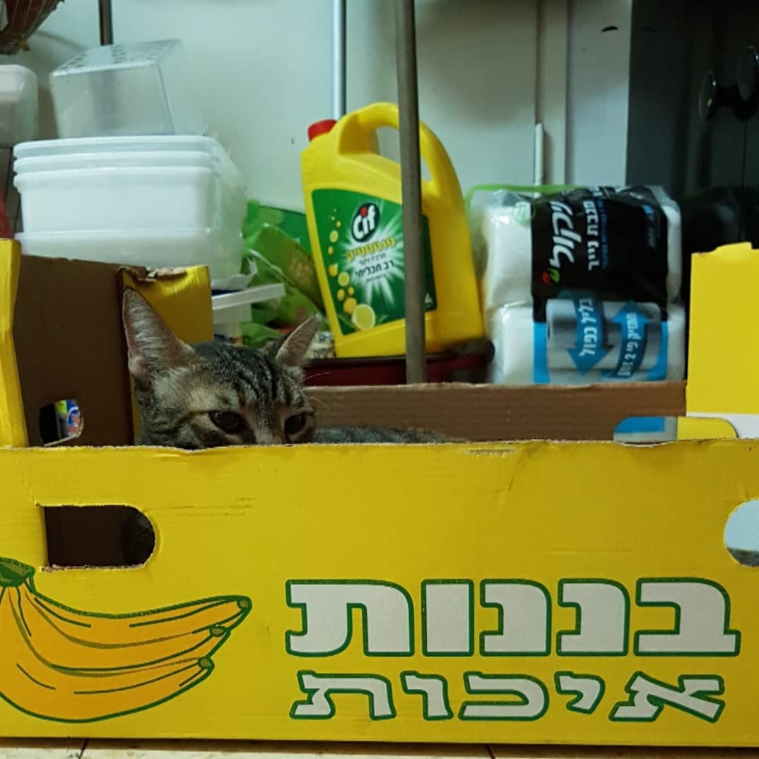 yam_adler instagram image archive image